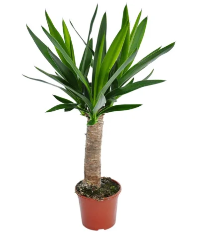 Yucca-Palme - Yucca Elephantipes 'Maya-Tree'