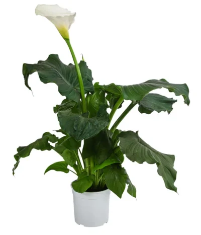 Zimmercalla - Zantedeschia Aethiopica 'Rita'