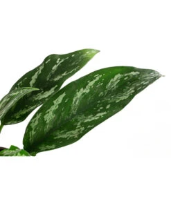 Kolbenfaden - Aglaonema 'Maria', Hydrokultur -Haus Pflanzen Welt 8536146 WE DE 001 AglaonemaMariaKolbenfadenHydroT13 DehnerExpressHerzig