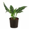 Kolbenfaden - Aglaonema 'Maria', Hydrokultur 2 Kolbenfaden - Aglaonema 'Maria', Hydrokultur -Haus Pflanzen Welt 8536146 WE FS 001 AglaoneamMariaKolbenfadenHydroT13 DehnerExpressHerzig