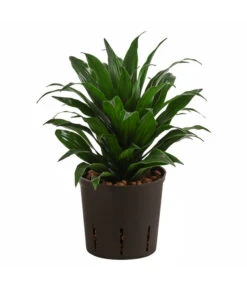Drachenbaum - Dracaena Compacta, Hydrokultur