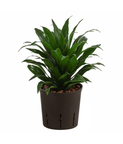 Drachenbaum - Dracaena Compacta, Hydrokultur