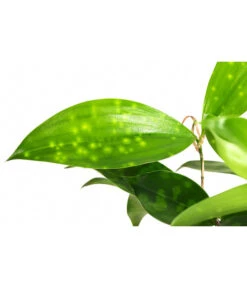 Drachenbaum - Dracaena Surculosa, Hydrokultur -Haus Pflanzen Welt 8536179 WE DE 001 DracaenaSurculosaVerzweigterDrachenbaumHydroT13 DehnerExpressHerzig