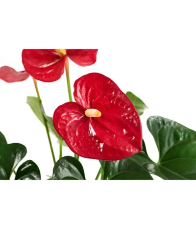 Flamingoblume - Anthurium Andreanum, Hydrokultur 6 Flamingoblume - Anthurium Andreanum, Hydrokultur -Haus Pflanzen Welt 8536237 WE DE 001 AnthuriumAndreanumRotAnthurieHydroT15
