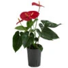 Flamingoblume - Anthurium Andreanum, Hydrokultur 1 Flamingoblume - Anthurium Andreanum, Hydrokultur -Haus Pflanzen Welt 8536237 WE FS 001 AnthuriumAndreanumRotAnthurieHydroT15