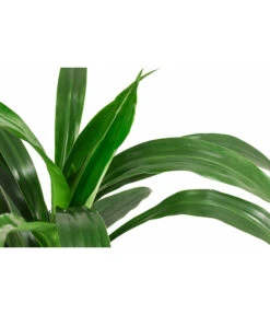Drachenbaum - Dracaena 'Janet Lind', Hydrokultur -Haus Pflanzen Welt 8536286 WE DE 001 DracaenaJanetLindKoepfe2PPDrachenbaumHydroT15