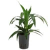 Drachenbaum - Dracaena 'Janet Lind', Hydrokultur -Haus Pflanzen Welt 8536286 WE FS 001 DracaenaJanetLindKoepfe2PPDrachenbaumHydroT15