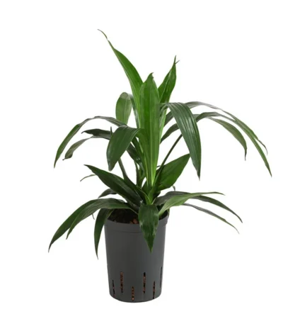 Drachenbaum - Dracaena 'Janet Lind', Hydrokultur