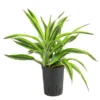 Drachenbaum - Dracaena 'Lemon Lime', Hydrokultur -Haus Pflanzen Welt 8536302 WE FS 001 DracaenaLemonLineKoepfe2PPDrachenbaumHydroT15 DehnerExpressHerzig