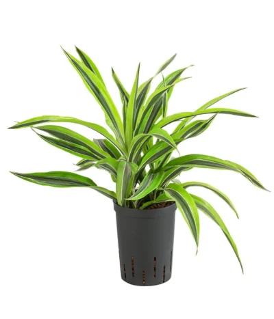 Drachenbaum - Dracaena 'Lemon Lime', Hydrokultur