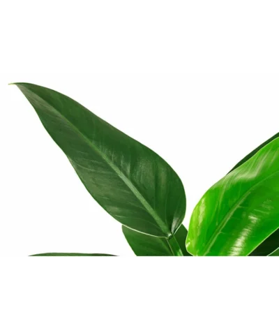 Baumfreund - Philodendron 'Imperial Green', Hydrokultur -Haus Pflanzen Welt 8536328 WE FS 002 PhilodendronImperialGreenBaumfreundHydroT15 DehnerExpressHerzig