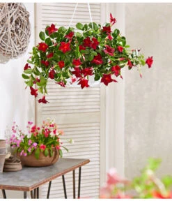 Dipladenie, Ampel -Haus Pflanzen Welt 854781 PR MO 001 DipladenieBlumenampel