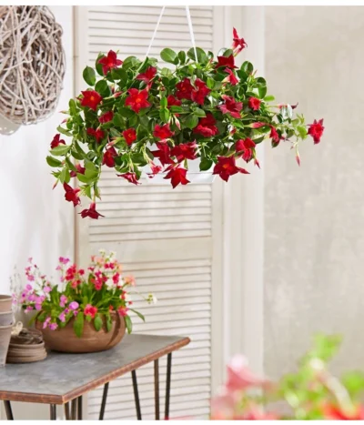 Dipladenie, Ampel -Haus Pflanzen Welt 854781 PR MO 001 DipladenieBlumenampel