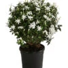 Afrikanischer Jasmin -Haus Pflanzen Welt 8550535 WE FS 001 JasminumMultipartitumT19AfrikanischerJasmin