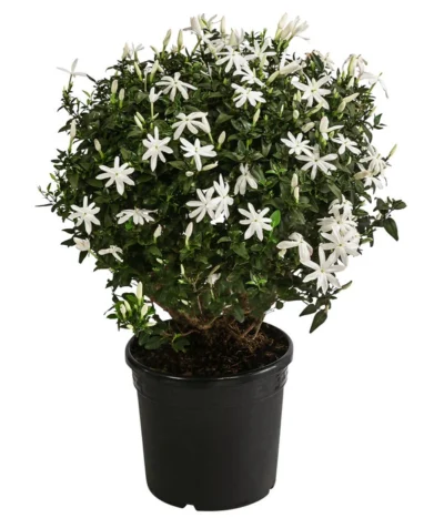 Afrikanischer Jasmin