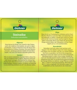 Bonsai Steineibe - Podocarpus Macrophylla 7 Bonsai Steineibe - Podocarpus Macrophylla -Haus Pflanzen Welt 8555054 SteineibeBonsaiEtikett2