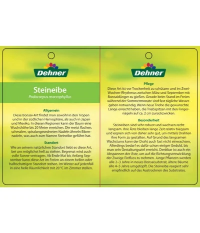 Bonsai Steineibe - Podocarpus Macrophylla 7 Bonsai Steineibe - Podocarpus Macrophylla -Haus Pflanzen Welt 8555054 SteineibeBonsaiEtikett2