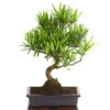 Bonsai Steineibe - Podocarpus Macrophylla 2 Bonsai Steineibe - Podocarpus Macrophylla -Haus Pflanzen Welt 8555054 WE FS 001 PodocarpusMacrophyllaT25DehnerExpressHerzig