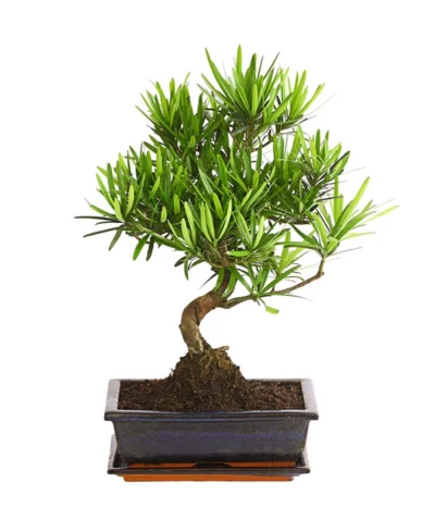 Bonsai Steineibe - Podocarpus Macrophylla