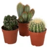 Kakteen-Set - Cactaceae, Verschiedene Sorten, 3-teilig -Haus Pflanzen Welt 8561516 WE FS 001 Kakteen3 SetT12
