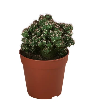Kakteen-Set - Cactaceae, Verschiedene Sorten, 3-teilig -Haus Pflanzen Welt 8561516 WE FS 003 Kakteen3 SetT12