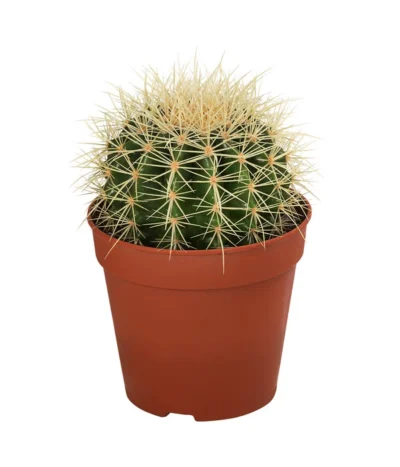 Kakteen-Set - Cactaceae, Verschiedene Sorten, 3-teilig -Haus Pflanzen Welt 8561516 WE FS 004 Kakteen3 SetT12