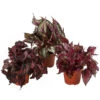 Blattbegonien-Set - Begonia Rex Hybriden, 3-teilig 1 Blattbegonien-Set - Begonia Rex Hybriden, 3-teilig -Haus Pflanzen Welt 8561524 WE FS 001 Blattbegonien3 SetT12
