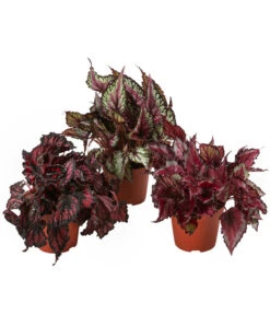 Blattbegonien-Set - Begonia Rex Hybriden, 3-teilig