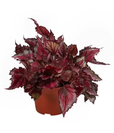 Blattbegonien-Set - Begonia Rex Hybriden, 3-teilig -Haus Pflanzen Welt 8561524 WE FS 003 Blattbegonien3 SetT12