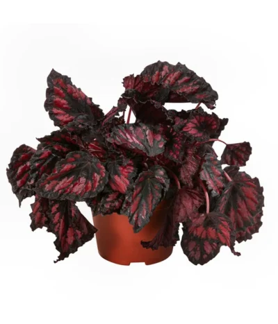 Blattbegonien-Set - Begonia Rex Hybriden, 3-teilig -Haus Pflanzen Welt 8561524 WE FS 004 Blattbegonien3 SetT12