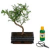 Bonsai Szechuan-Pfeffer - Zanthoxyllum Piperitum, Anfänger-Set, 10 Jahre -Haus Pflanzen Welt 8561532 WE FS 001 BonsSetZanthoxyllum10JT25