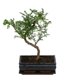 Bonsai Szechuan-Pfeffer - Zanthoxyllum Piperitum, Anfänger-Set, 10 Jahre -Haus Pflanzen Welt 8561532 WE FS 002 BonsSetZanthoxyllum10JT25