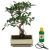 Bonsai Chinesischer Feigenbaum - Ficus Retusa, Anfänger-Set, 10 Jahre 1 Bonsai Chinesischer Feigenbaum - Ficus Retusa, Anfänger-Set, 10 Jahre -Haus Pflanzen Welt 8561573 WE FS 001 BonsSetFicusRetusa10JT25