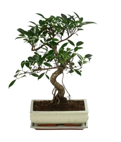 Bonsai Chinesischer Feigenbaum - Ficus Retusa, Anfänger-Set, 10 Jahre -Haus Pflanzen Welt 8561573 WE FS 002 BonsSetFicusRetusa10JT25