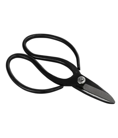 Bonsai Chinesischer Feigenbaum - Ficus Retusa, Anfänger-Set, 10 Jahre -Haus Pflanzen Welt 8561573 WE FS 002 SchereSetBonsai