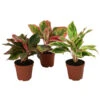 Buntblättriger Kolbenfaden-Set - Aglaonema Commutatum, 3-teilig -Haus Pflanzen Welt 8561581 WE FS 001 Aglaonema3SetT12