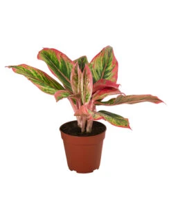 Buntblättriger Kolbenfaden-Set - Aglaonema Commutatum, 3-teilig -Haus Pflanzen Welt 8561581 WE FS 002 Aglaonema3SetT12