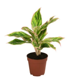 Buntblättriger Kolbenfaden-Set - Aglaonema Commutatum, 3-teilig -Haus Pflanzen Welt 8561581 WE FS 003 Aglaonema3SetT12