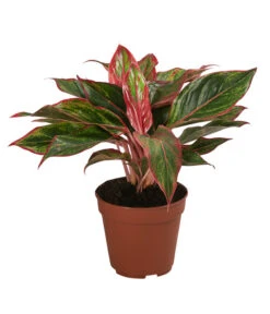 Buntblättriger Kolbenfaden-Set - Aglaonema Commutatum, 3-teilig -Haus Pflanzen Welt 8561581 WE FS 004 Aglaonema3SetT12