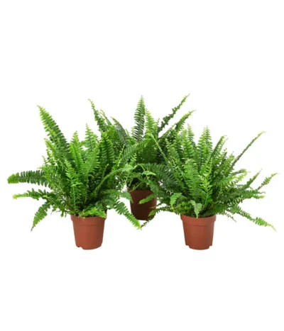Schwertfarn - Nephrolepsis Exaltata, 3er-Set