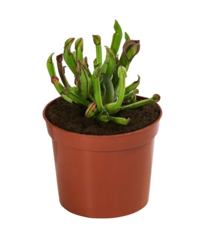 Fleischfressende Pflanzen - Raritäten-Set, 3-teilig -Haus Pflanzen Welt 8561623 WE FS 003 FleischfressendePflanzenRaritaeten3SetT9