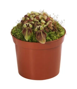 Fleischfressende Pflanzen - Raritäten-Set, 3-teilig -Haus Pflanzen Welt 8561623 WE FS 004 FleischfressendePflanzenRaritaeten3SetT9