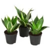Bogenhanf-Set - Sansevieria Trifasciata Hahnii, 3-teilig -Haus Pflanzen Welt 8561631 WE FS 001 SansevieriaTrifasciataHahnii3SetT5 5