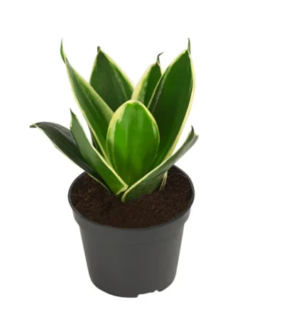 Bogenhanf-Set - Sansevieria Trifasciata Hahnii, 3-teilig 8 Bogenhanf-Set - Sansevieria Trifasciata Hahnii, 3-teilig -Haus Pflanzen Welt 8561631 WE FS 003 SansevieriaTrifasciataHahnii3SetT5 5