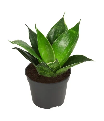 Bogenhanf-Set - Sansevieria Trifasciata Hahnii, 3-teilig 9 Bogenhanf-Set - Sansevieria Trifasciata Hahnii, 3-teilig -Haus Pflanzen Welt 8561631 WE FS 004 SansevieriaTrifasciataHahnii3SetT5 5