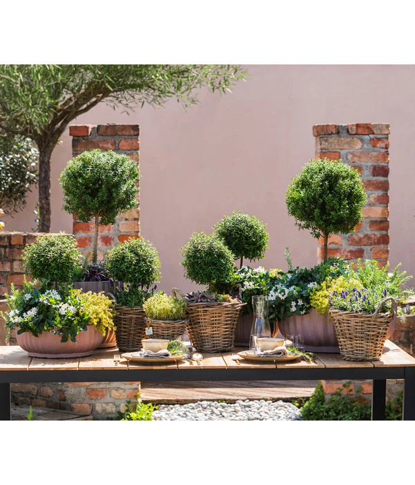 Brautmyrte, Stämmchen 4 Brautmyrte, Stämmchen – Bild 2