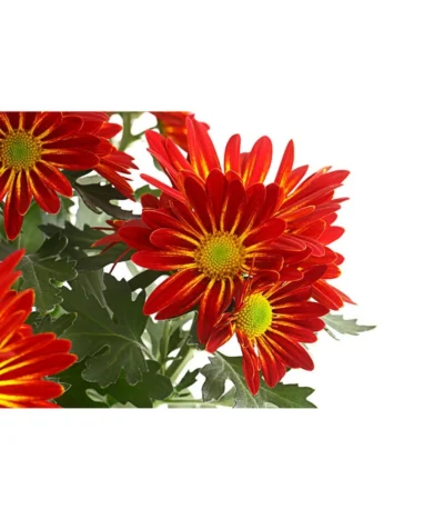 Chrysantheme 'Cirus' -Haus Pflanzen Welt 8582678 PR DE 001 ChrysanthCirusDehnerExpressHerzig