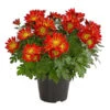 Chrysantheme 'Cirus' -Haus Pflanzen Welt 8582678 PR FS 001 ChrysanthCirusDehnerExpressHerzig