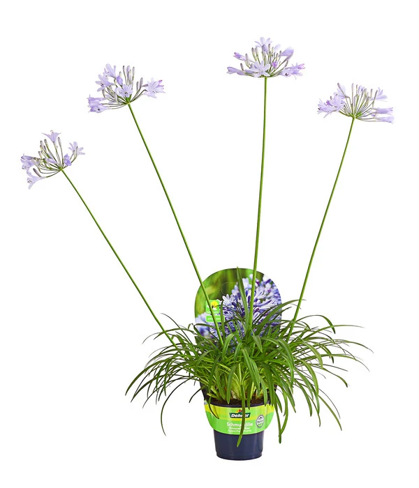 Schmucklilie 3 Schmucklilie