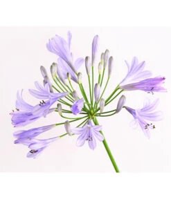 Schmucklilie 7 Schmucklilie -Haus Pflanzen Welt 8583031 WE DE 002 AgapanthusBlauT13